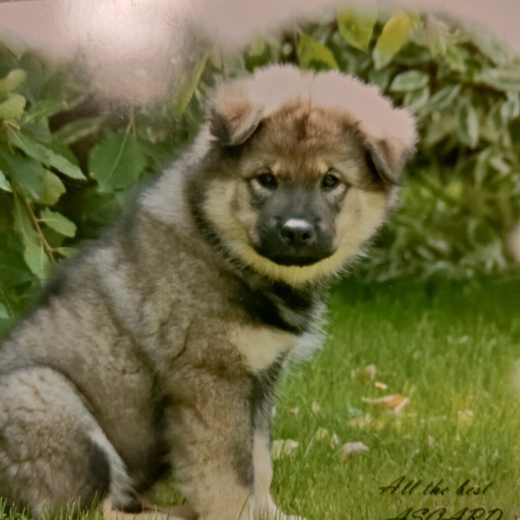 Eurasier-Welpe im grünen Garten Polaroid-Foto