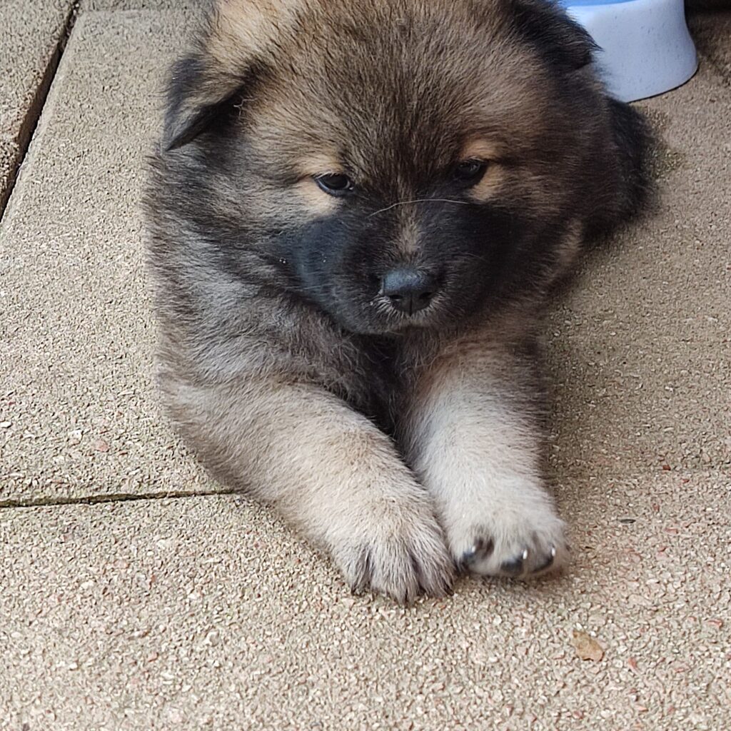 Kleiner Eurasier-Welpe auf Waschbeton-Platten