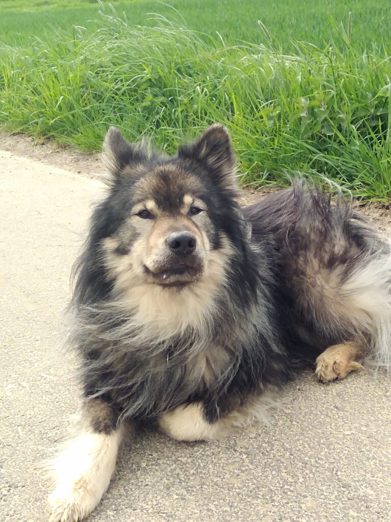 Alter Eurasier Hund liegend auf einem geteerten Weg im Hintergrund grüne Wiese
