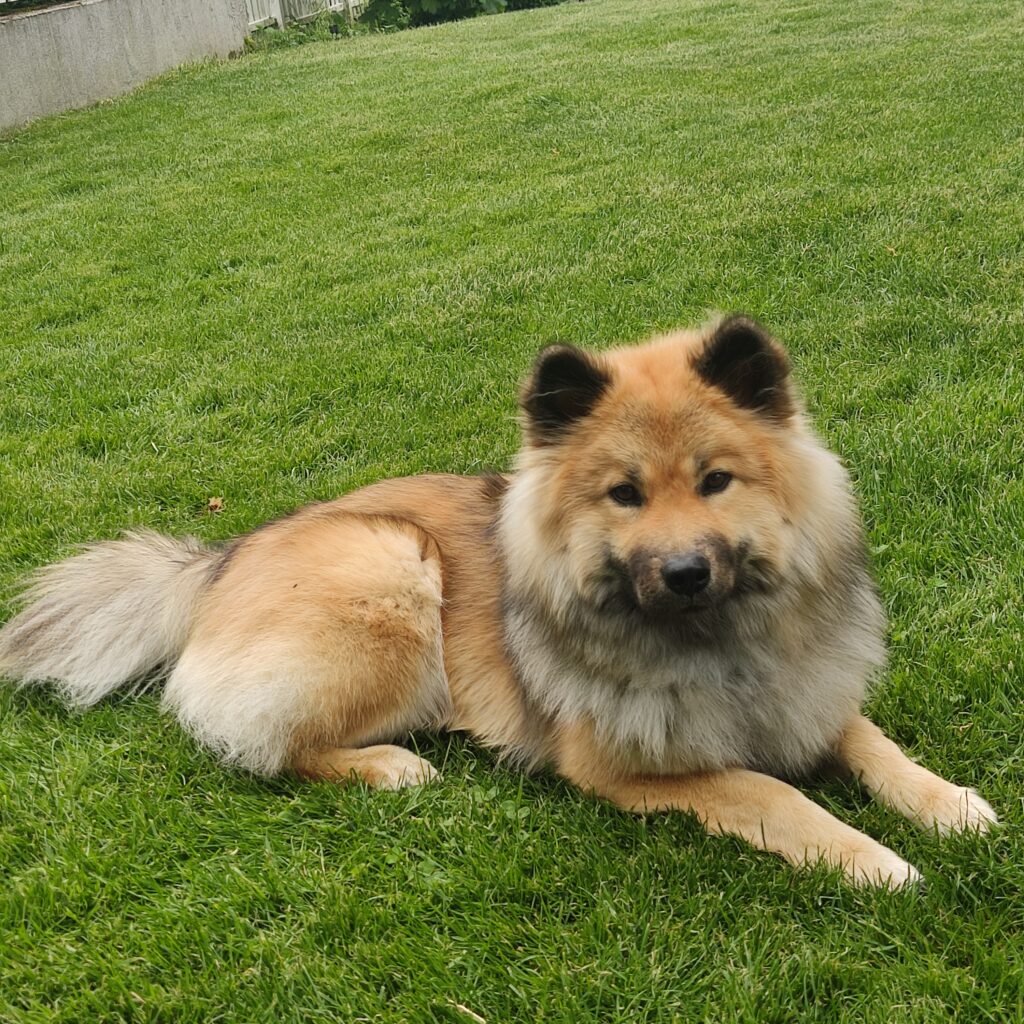 Eurasier liegend auf dem Rasen