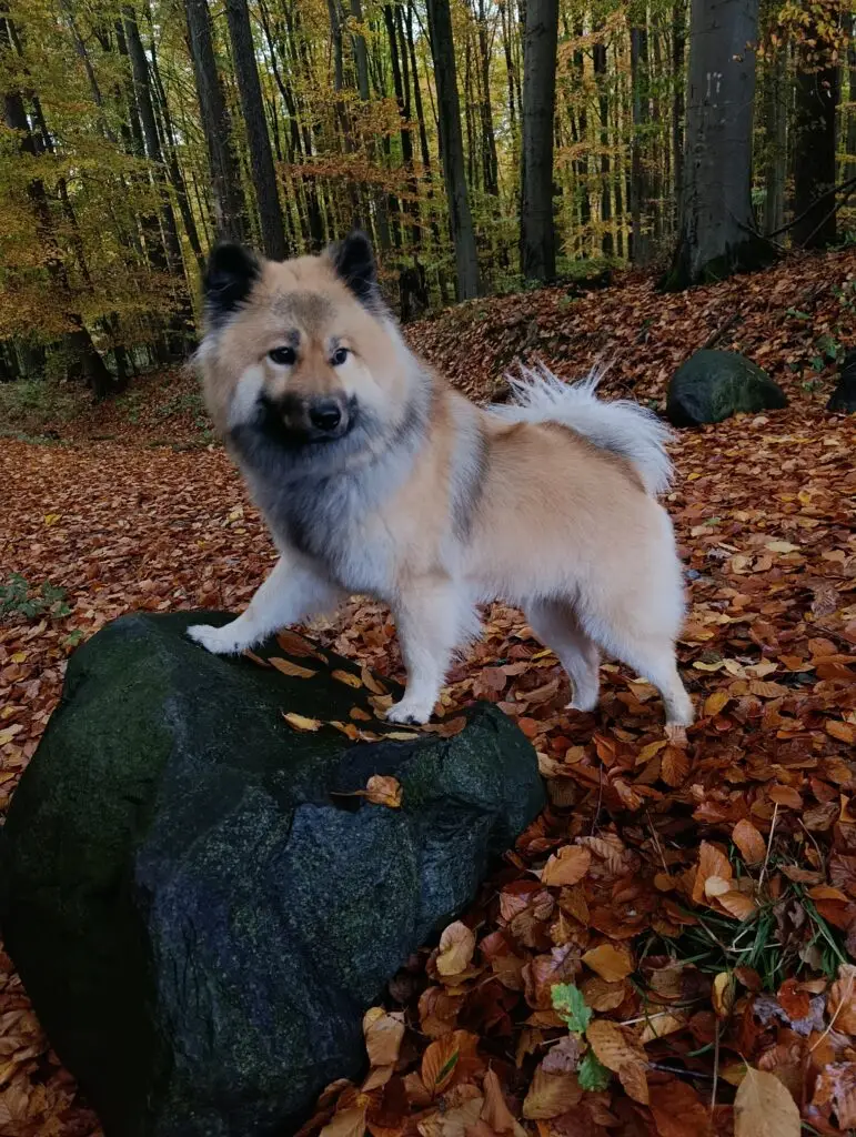 Kylie im Wald auf einem Stein stehend während drumherum Laub liegt