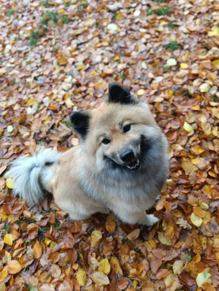 Eurasier sitzend auf dem laubbedeckten Waldboden