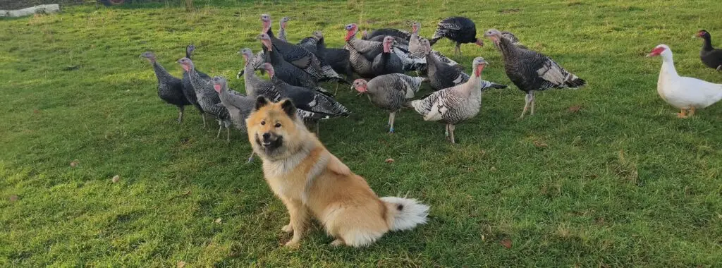 Ein Eurasier names Kylie auf einer grünen Wiese vor einer Gruppe Puten Truthähne