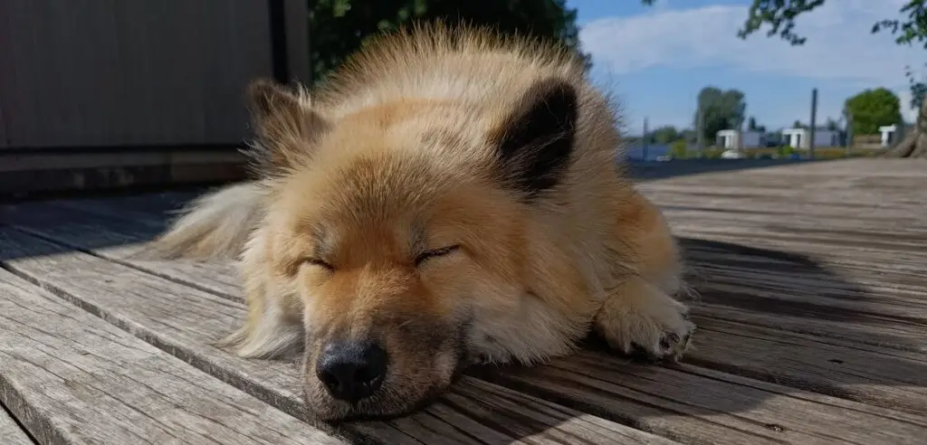 Hündin Kylie beim Schlummern auf einem Holzsteg
