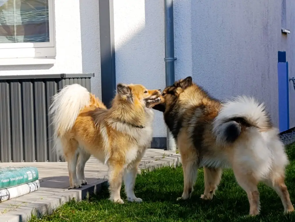 Bild Deckakt zwei Eurasier in einem Hausgarten